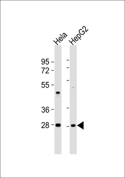 MPZ Antibody