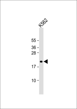MOB3C Antibody