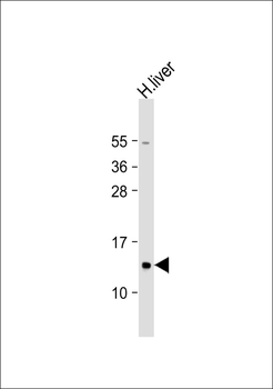 MRPL41 Antibody