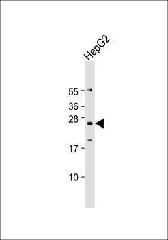 TMBIM4 Antibody