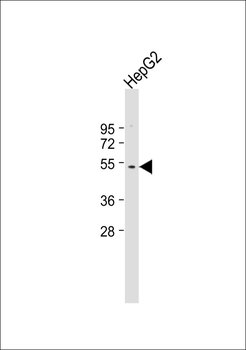 ZNT1 Antibody