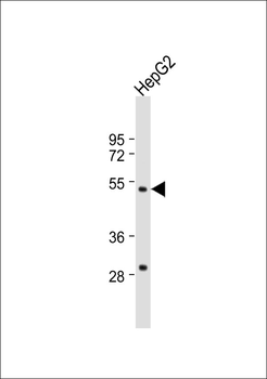 ZFP36L2 Antibody