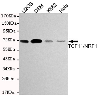 NRF1 Monoclonal Antibody