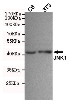 JNK1 Antibody