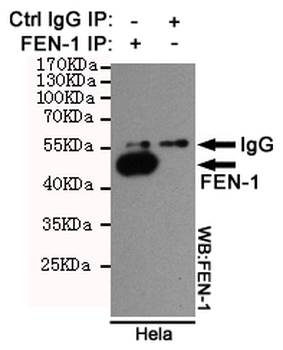 FEN-1 Antibody
