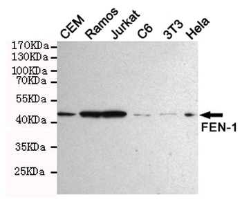 FEN-1 Antibody