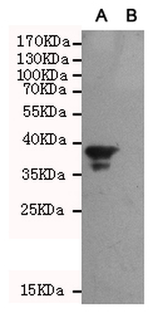 Bag1 Antibody