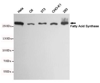 Fatty Acid Synthase Antibody