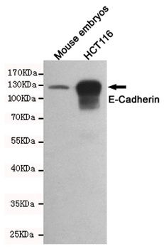E-Cadherin Antibody