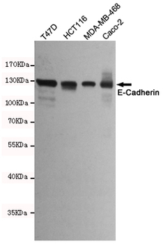 E-Cadherin Antibody