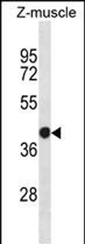 Zebrafish EIF2S1 Antibody (N-term)