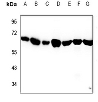 Alpha-tubulin 3C/D/E Antibody