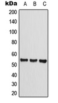 CLEC14A Antibody