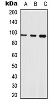 Neuroligin 1 Antibody
