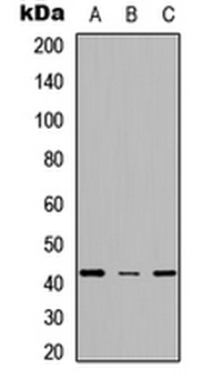SCD Antibody