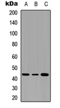 Serpin B3/4 Antibody