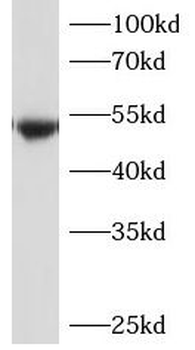P2RY2 Rabbit Polyclonal Antibody