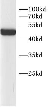 ACTA1 Rabbit Polyclonal Antibody
