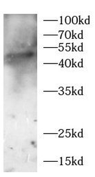 ADRA2B Rabbit Polyclonal Antibody