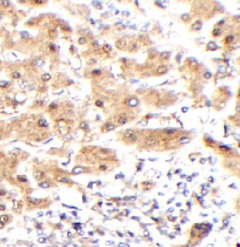 IRF5 Rabbit Polyclonal Antibody