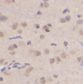 HBS1L Antibody