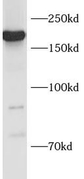 NES Antibody