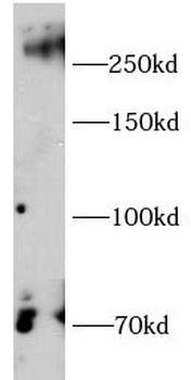 CSPG4 Antibody