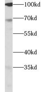SLC40A1 Antibody