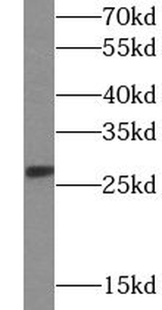 CD137 Antibody