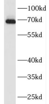 FAM171A2 Rabbit Polyclonal Antibody