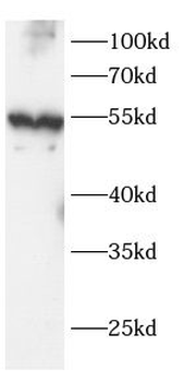 ATP5F1A Antibody