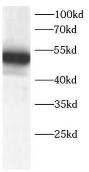 AGER Antibody