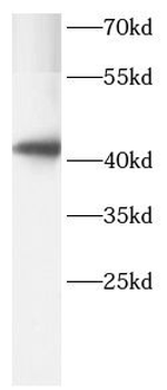 AIFM2 Rabbit Polyclonal Antibody