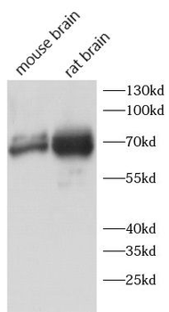 CAPRIN2 Antibody