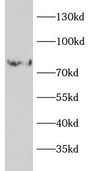 VNN1 Rabbit Polyclonal Antibody