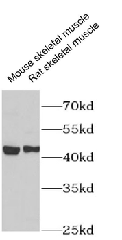 CHRNE Rabbit Polyclonal Antibody