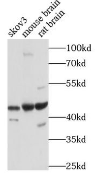 RBFOX1 Antibody