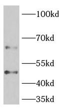 PELI3 Antibody