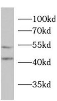 HTR2A Antibody