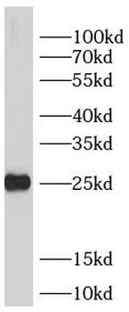 PYCARD Mouse Monoclonal Antibody