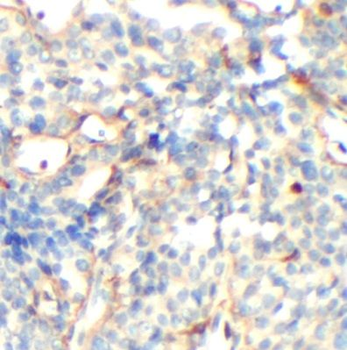 DLL1 Rabbit Polyclonal Antibody