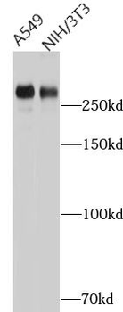 FLNC Antibody