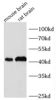 CCNE2 Rabbit Polyclonal Antibody
