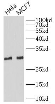 PGAM5 Antibody