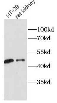 HOXA10 Antibody