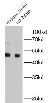 DRD4 Rabbit Polyclonal Antibody