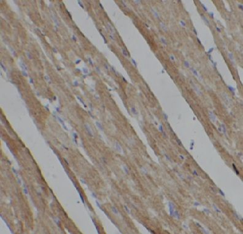 GLUT4 Antibody