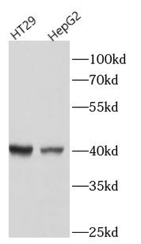 LIPG Mouse Monoclonal Antibody