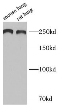 BAZ1A Rabbit Polyclonal Antibody