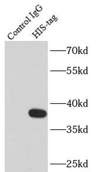 6*His His Tag Mouse Monoclonal Antibody
